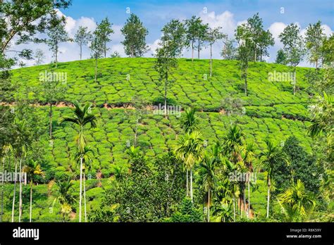 India State Of Kerala Wayanad District Tea Plantations Around