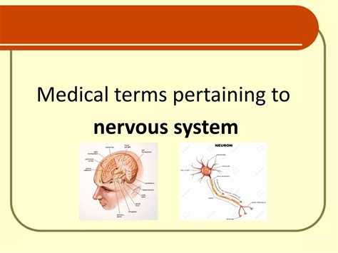 Nervous System Terminology Pdf