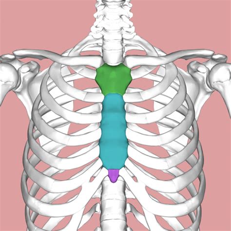 Xiphoid Process Location Modernheal