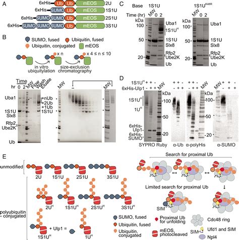 SUMO Enhances Unfolding Of SUMOpolyubiquitin Modified Substrates By