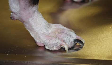 Hyperadrenocorticism In Dogs Clinicians Brief