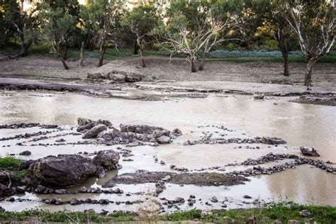 Exceptional Aboriginal fish traps at Brewarrina – freewheeling