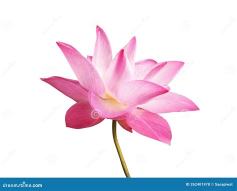 Beautiful Pink Lotus Flower Blooming Isolated On White Background With