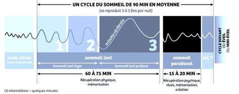 Comprendre Le Cycle Du Sommeil I Bienvenue Sur Rem De Insomnie