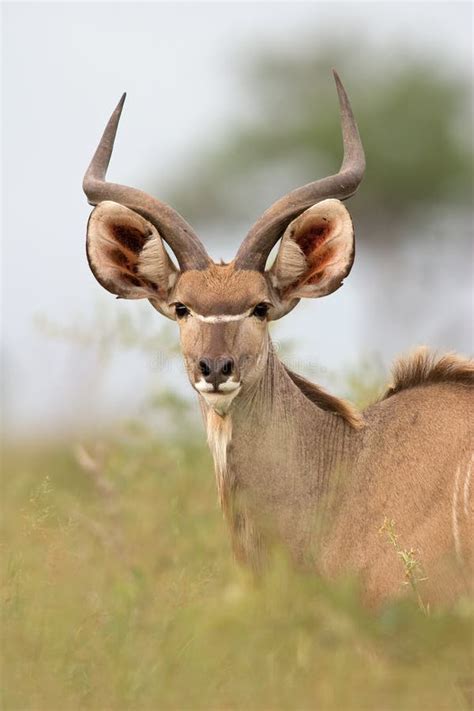 Young Kudu Bull Looking Straight At Photographer Stock Photo Image Of