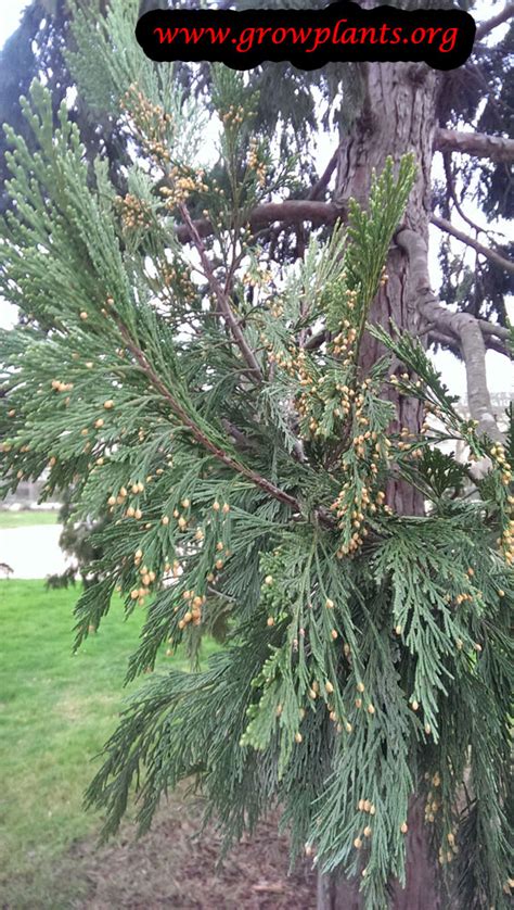 Incense cedar - How to grow & care