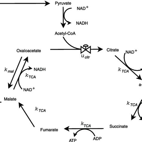 Metabolic Pathways Modeled In The Tricarboxylic Acid Tca Cycle In The