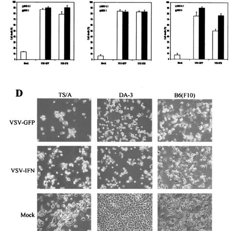 In Vitro Oncolytic Activity Of Vsv Ifn Ts A A Da B Or