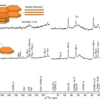 13C MAS NMR spectra of intact SC as a function of temperature and water... | Download Scientific ...