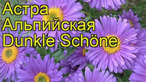 Астра альпийская Данке Шон. Краткий обзор, описание характеристик aster ...
