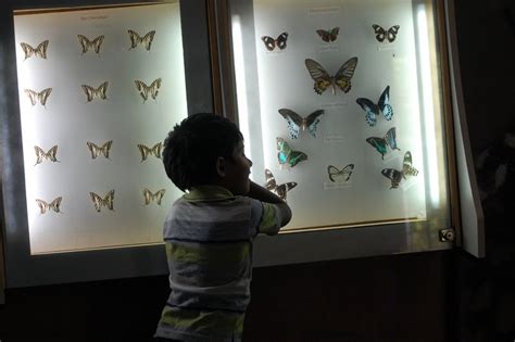 Rambling around Nature: Bannerghatta Butterfly Park