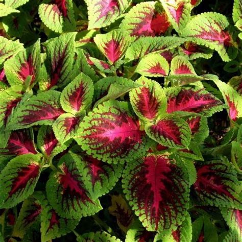 100 Pcs Bag Rare Coleus Seeds Blumei Rainbow Mix Color Flower Seeds For