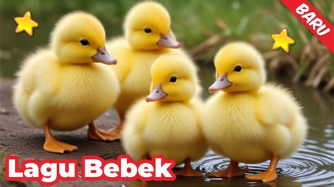 Bebek Lucu Dan Menggemaskan Bebek Angsa Bertelur Lagu Bebek Wek Wek