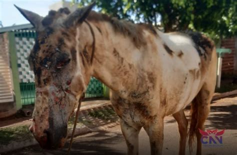 Cavalo Sofre Queimaduras Graves Em Sarandi Novos Olhares