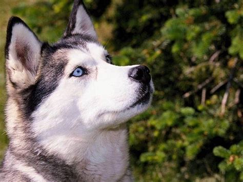 comportamiento canino – UNIVERSITAM