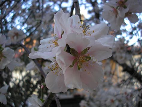 Alanya Turkey Olympus Digital Camera Alanya In Bloom Guys And