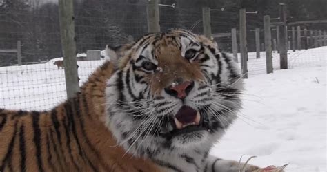 Snow Tiger Eyes Stock Video Footage - 4K and HD Video Clips | Shutterstock