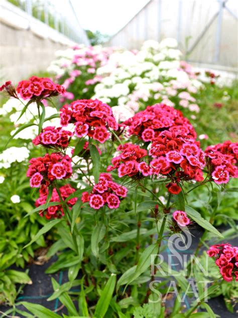 Reinsaat Bartnelke Dianthus Barbatus Packung Bloomling Sterreich