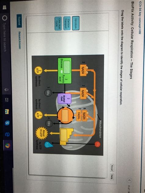 Bioflix Activity Cellular Respiration The Stages