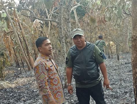 Kebakaran Lahan Tanaman Di Penengahan Lampung Selatan Infoberita Id