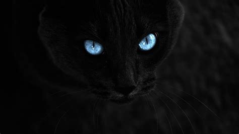 Black Cat Eyes Wallpaper (69+ images)