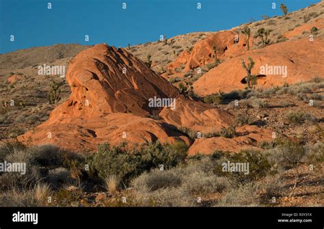 USA, Nevada. Joshua Trees and sandstone outcropping formation, Gold Butte National Monument ...