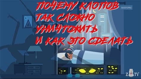 Средство от клопов Зондер - YouTube