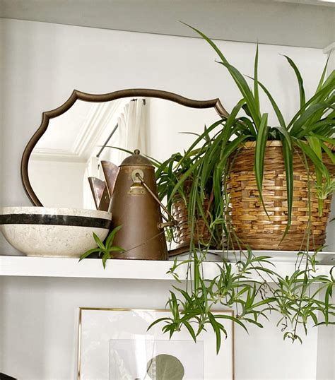 How To Easily Propagate A Spider Plant Made By Carli