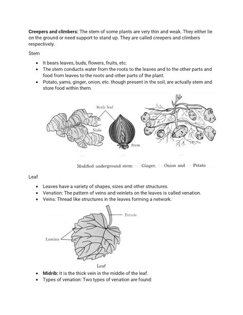 Solution Cbse Class Getting To Know Plants Notes Studypool