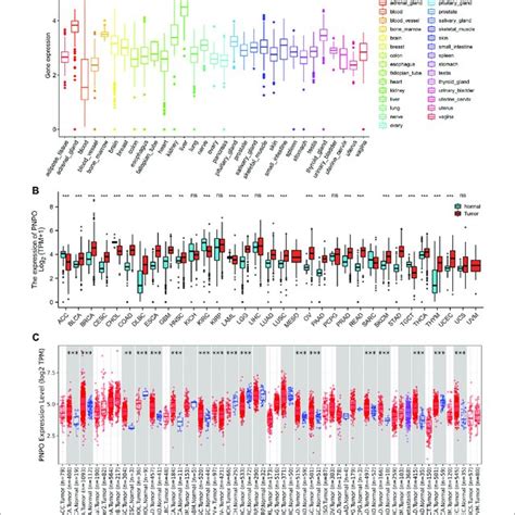 Differential Expression Of PNPO A PNPO MRNA Expression In Normal