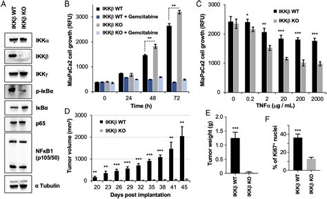 Small Molecule Ikkβ Activation Modulator Ikam Targets Map3k1 And