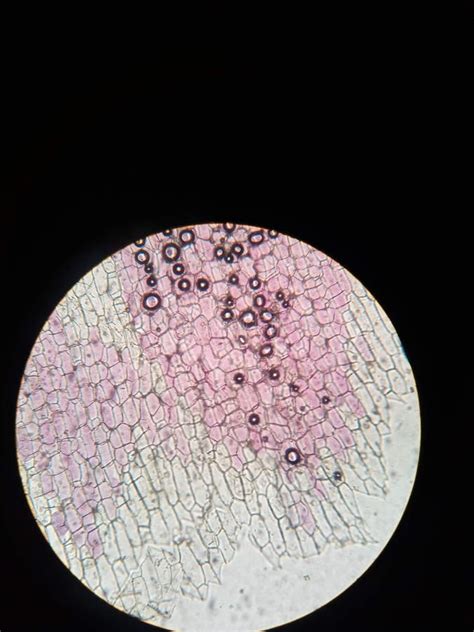 Allium Cepa X Red Onion Under Microscope X Stock Photo Image