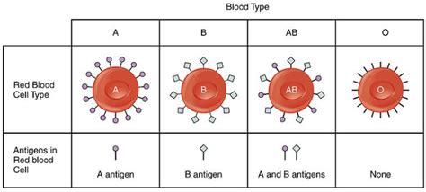 Blood Type: Antigens, Antibodies and Transfusions | Biomed Guide