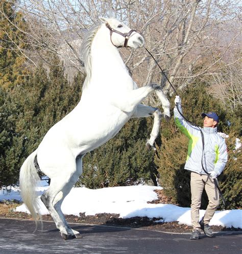 岡﨑淳（馬に関することなら何でも…のフリーライター） On Twitter こちらはビッグレッドファームの種牡馬展示会で元気いっぱいの