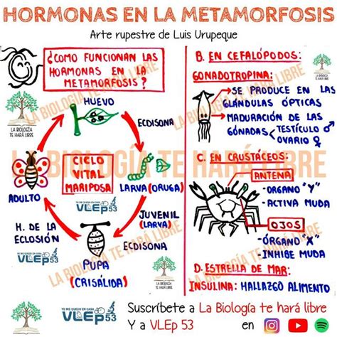 Hormonas En Metamorfosis Ale UDocz