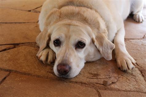 Causas comunes de la obesidad en perros y cómo evitarlas