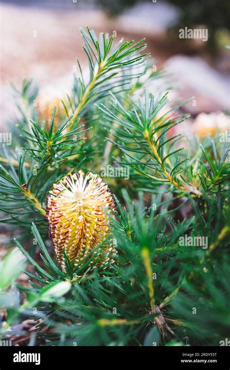 Native Australian Banksia Spinulosa Birthday Candle Plant With Yellow