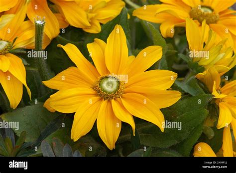 Gelbe Fotos Hi Res Stock Photography And Images Alamy