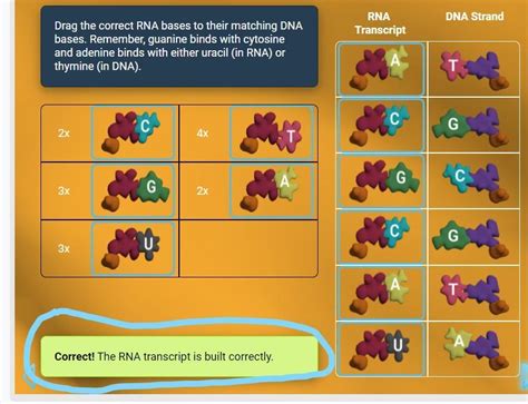 Drag The Correct Rna Bases To Their Matching Dna Bases Remember