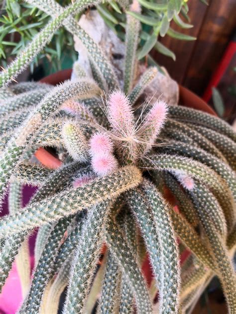 5 years without any flower, a change is coming! : r/flowers