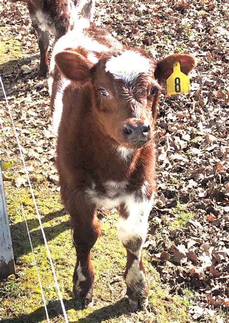 Black Noses On Shorthorn Cattle Heritage Shorthorn Society