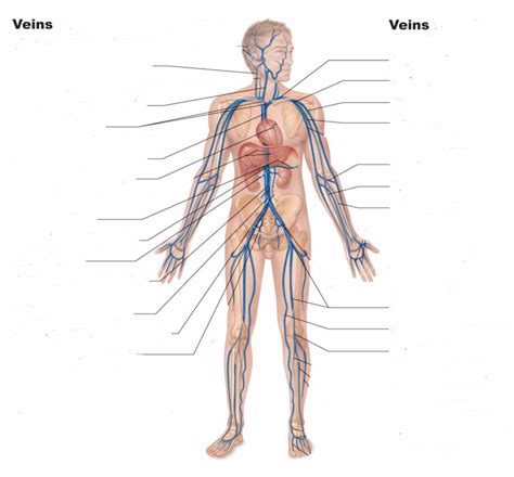 Veins Diagram Quizlet