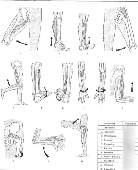 Figure 18 1 Body Movements Diagram Quizlet