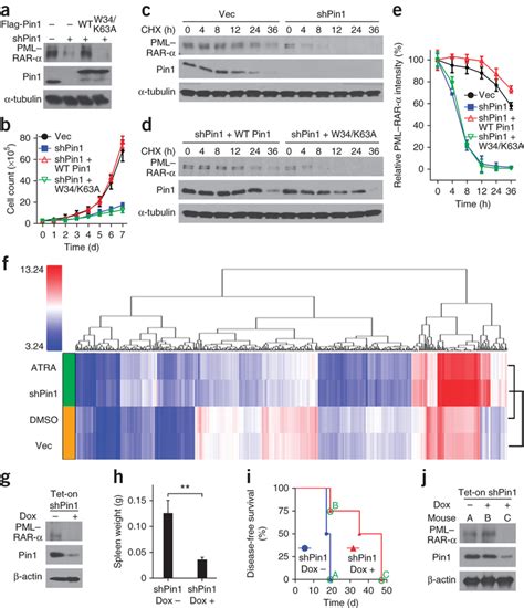 Pin Is A Critical Target For Atra To Induce Pmlrar Degradation And