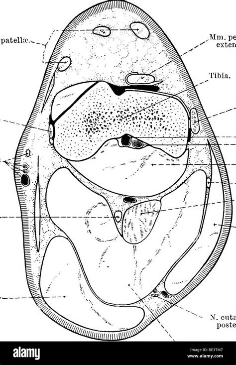 Synovial Sheath Black And White Stock Photos And Images Alamy