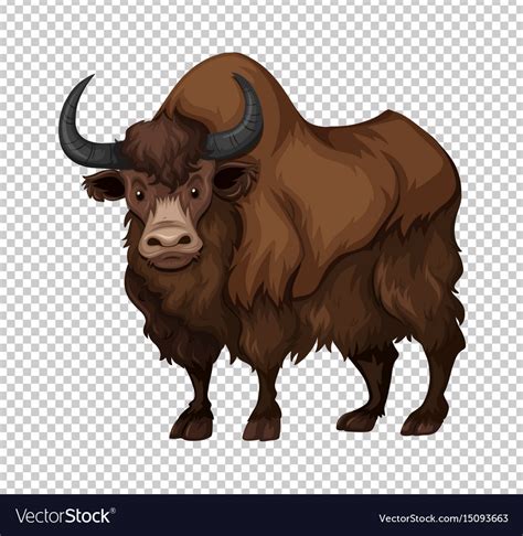 Buffalo with long hair Royalty Free Vector Image