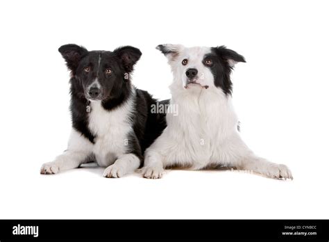 Two Border Collie Sheepdogs Isolated On A White Background Stock Photo