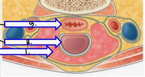 Cervical Viscera And Root Of The Neck Flashcards Quizlet