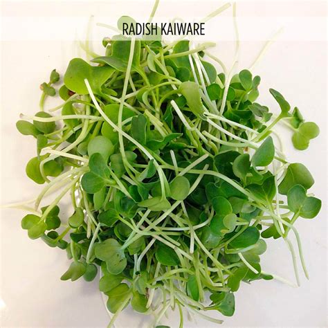 Radish Daikon Kaiware And Yellow Microgreens And Germinations Micro