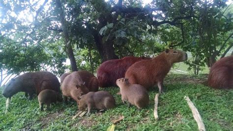 PUC Campinas Inicia Estudo Para Manejo De Capivaras Em Parques CBN